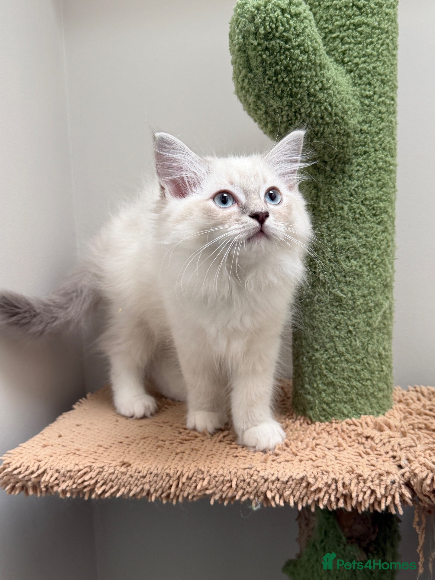 Ragdoll cats Last 2 STUNNING Ragdoll Kittens Remaining 😍 - Advert 2