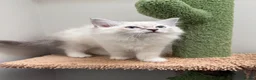 Ragdoll cats for sale: Last 2 STUNNING Ragdoll Kittens Remaining 😍 - Advert 2