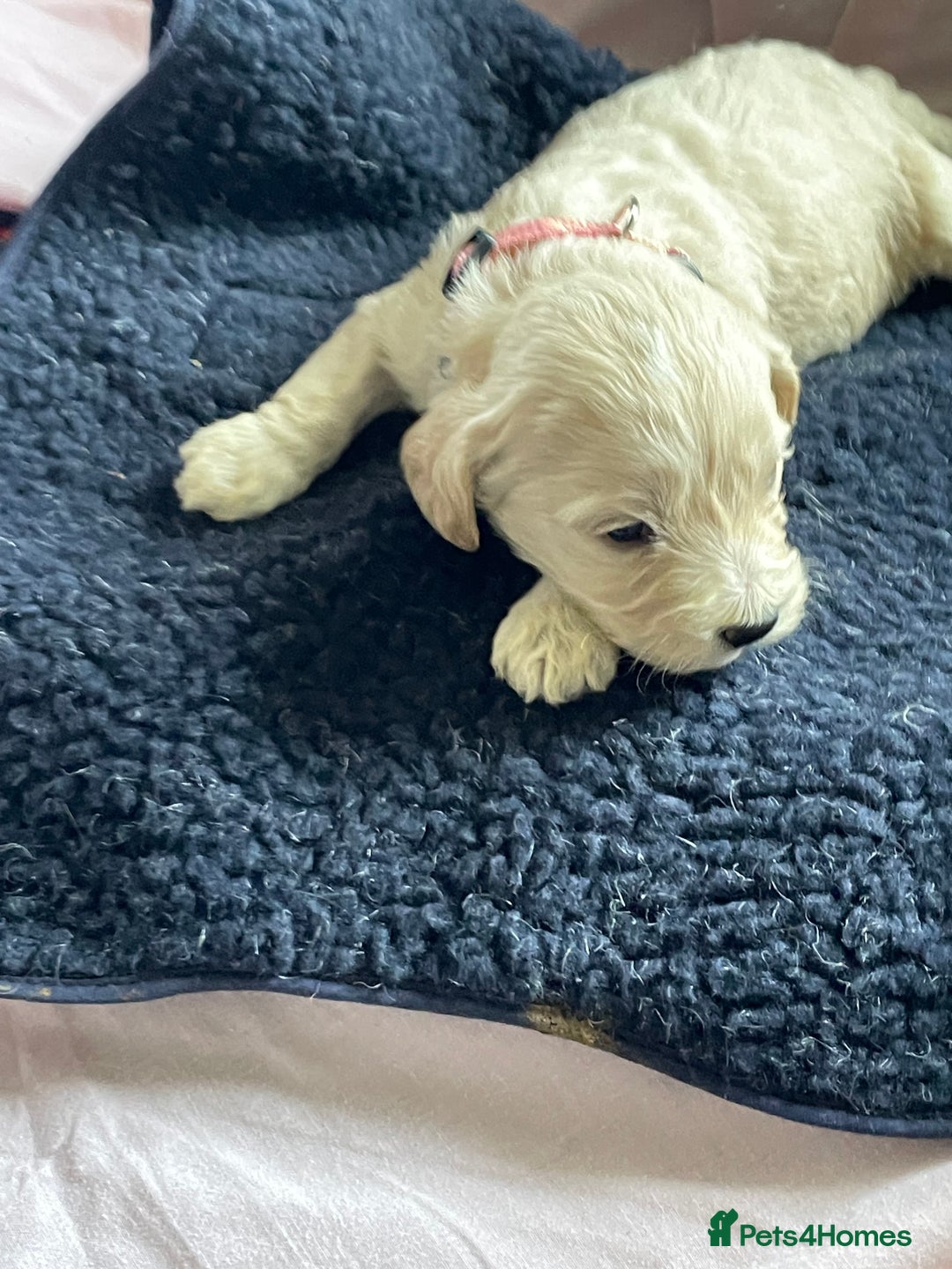 Cockapoo dogs for sale: Toy Cockapoo F1 - Image 14