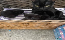 Mixed Breed cats for sale: Kittens for sale ready to leave  - Image 7