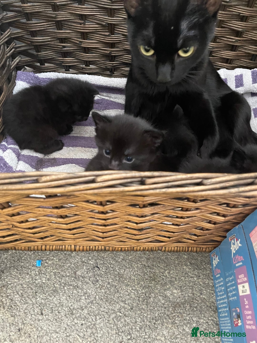 Mixed Breed cats for sale: Kittens for sale ready to leave  - Image 7