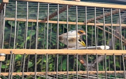 Finches birds for sale: Goldfinch for sale  - Image 4