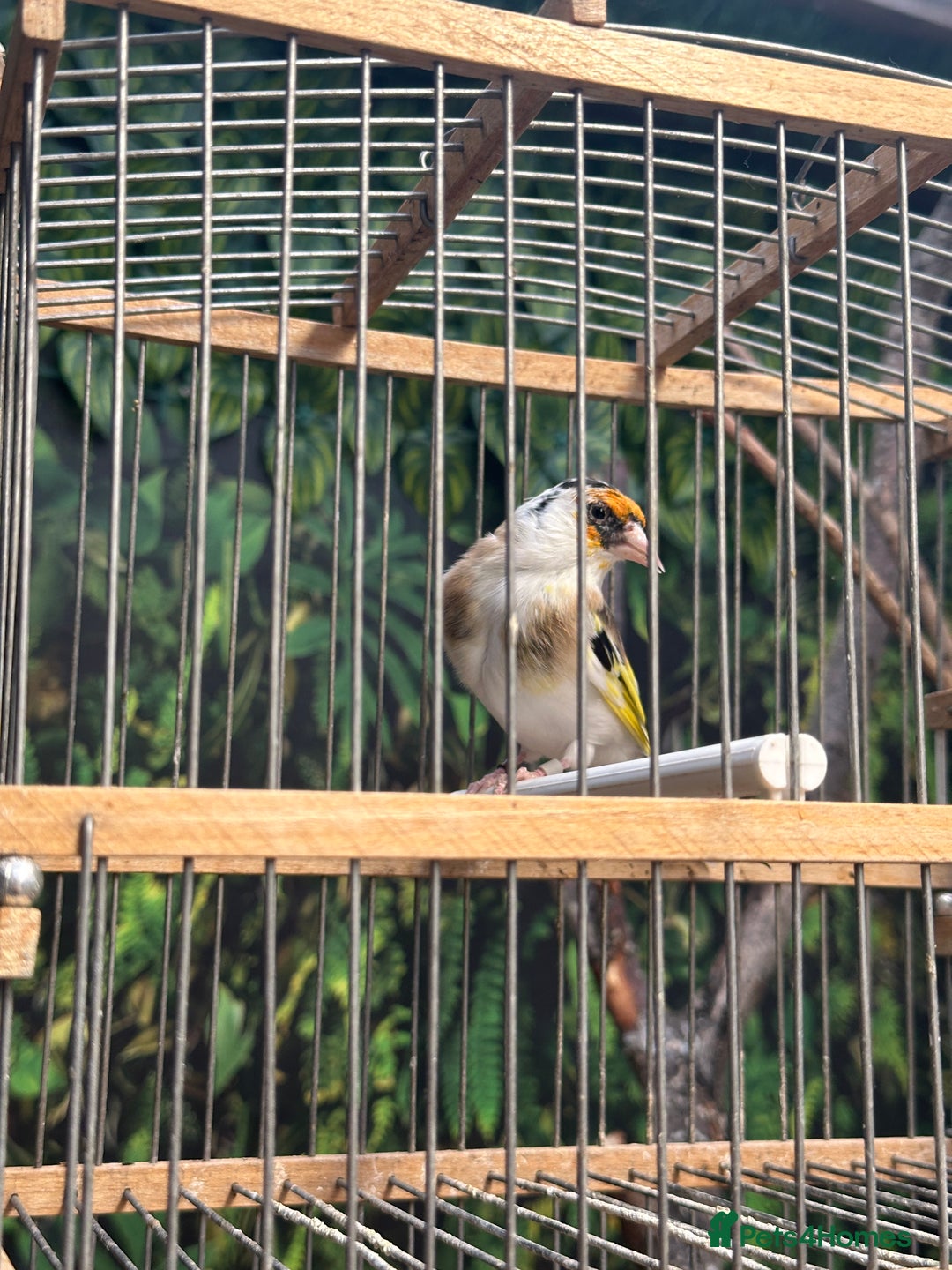 Finches birds for sale: Goldfinch for sale  - Image 4
