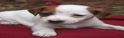 Jack Russell dogs for sale: Jack Russell puppies  - Advert 2