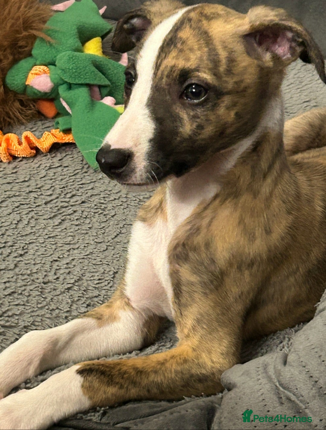 Whippet dogs for sale: Kennel club 6m old female whippet,HALO - Advert 9