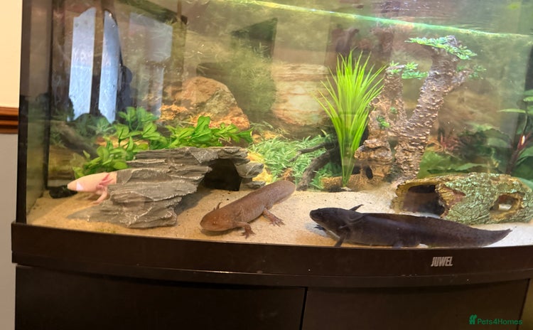 Axolotl reptiles - Advert 1