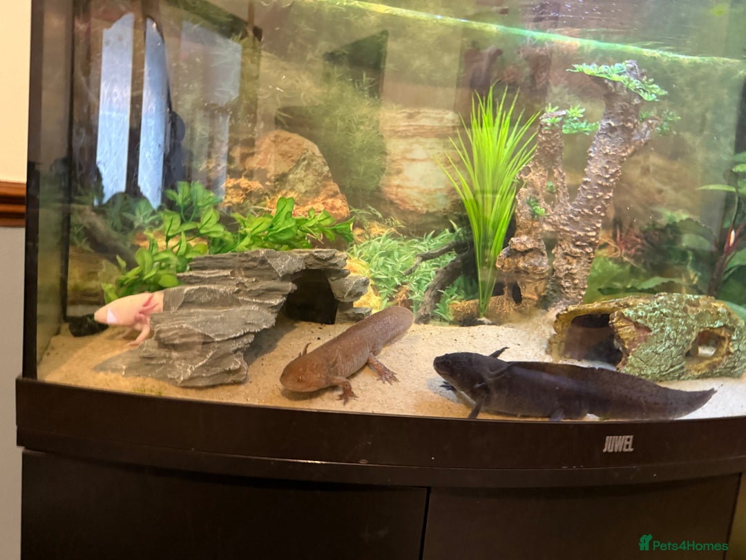 Axolotl reptiles for sale: 3 gorgeous and cute Male axolotls - Image 1