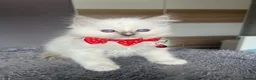 Ragdoll cats for sale: Pedigree Ragdoll kittens  - Advert 3