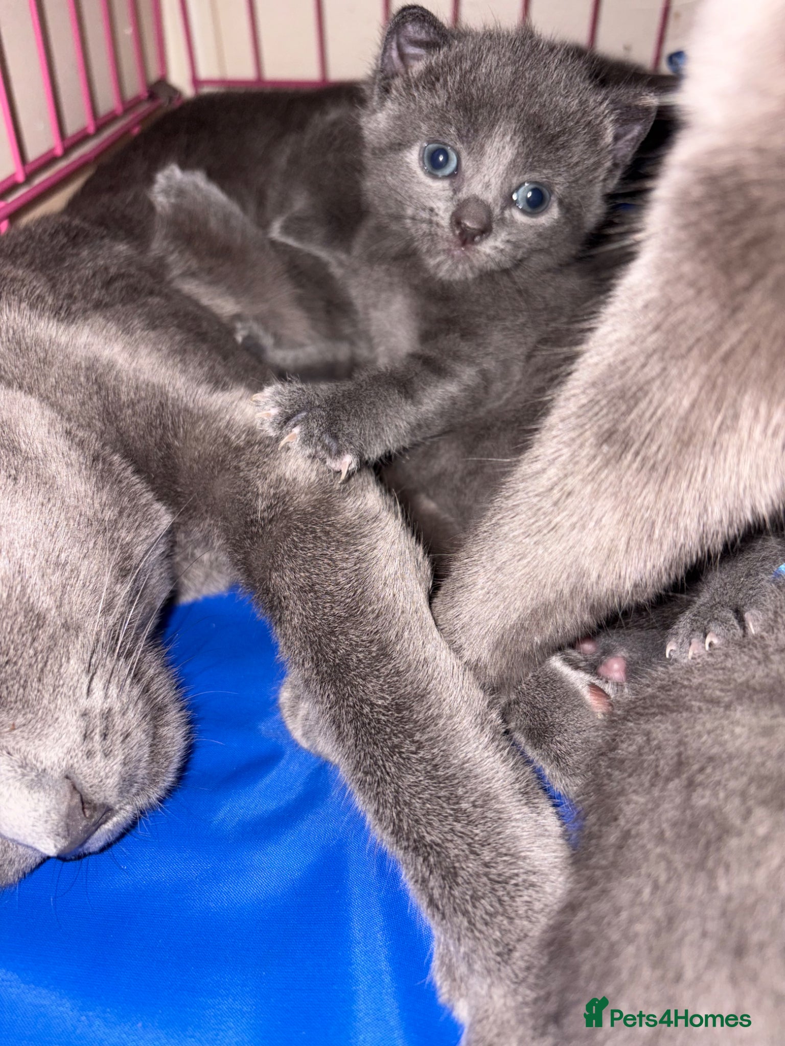 Russian Blue cats for sale: Blue Russian kittens - Advert 28