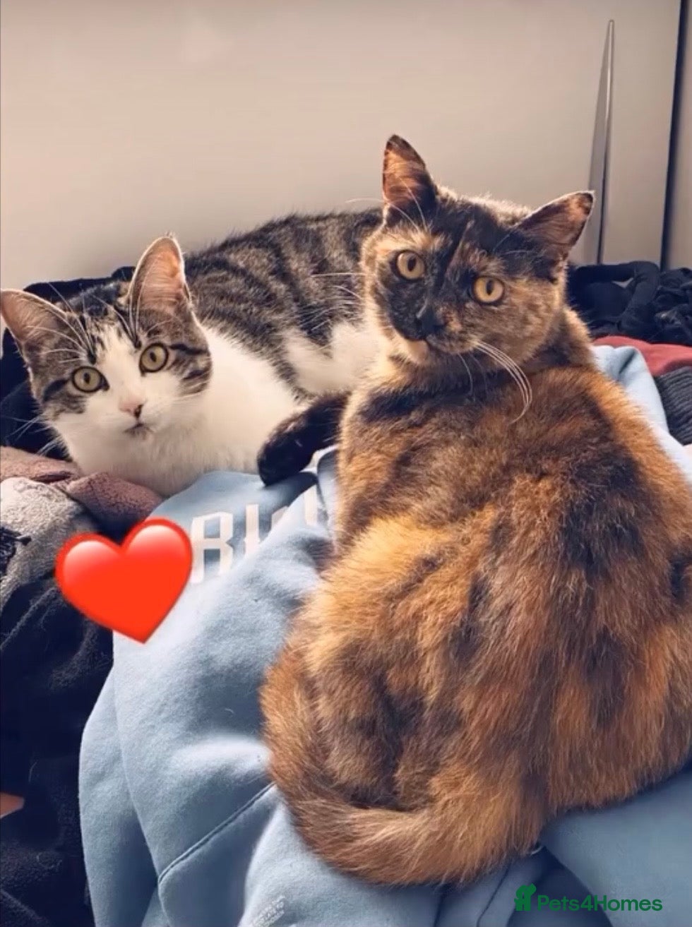 Domestic Shorthair cats Two loving cats for sale - Advert 1