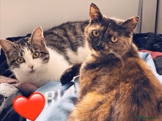 Domestic Shorthair cats Two loving cats for sale - Advert 2