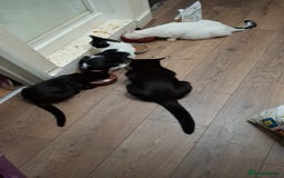 Domestic Shorthair cats for sale: 🐾 Meet Bruce Our Special, Gentle Tuxedo Boy 🖤🤍 - Image 4