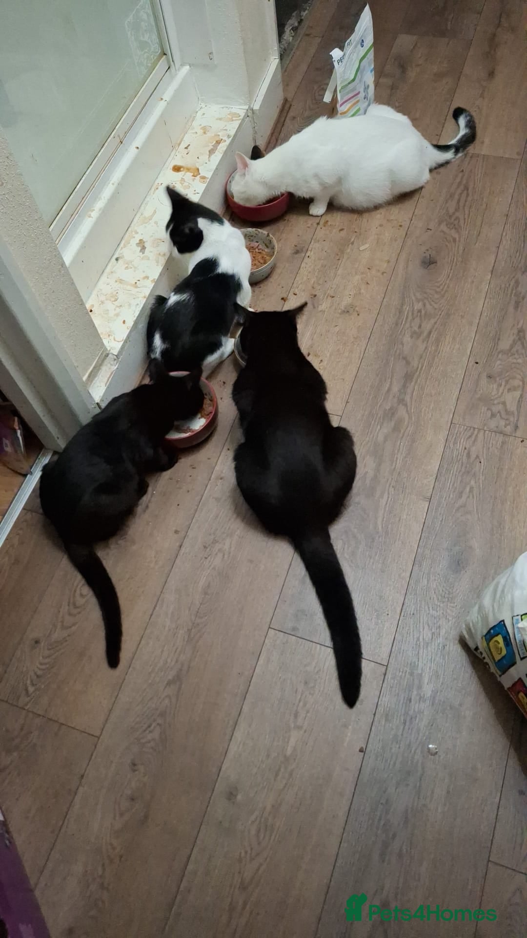 Domestic Shorthair cats for sale: 🐾 Meet Bruce Our Special, Gentle Tuxedo Boy 🖤🤍 - Image 4