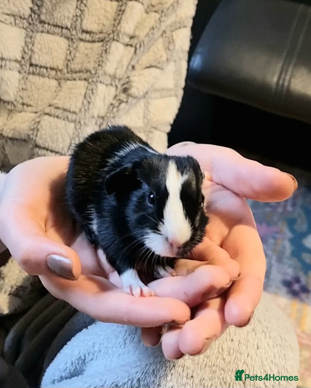 Guinea Pig rodents for sale: 2 male baby guinea pigs, one long hair one short - Advert 1