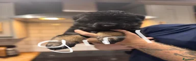 German Shepherd 1