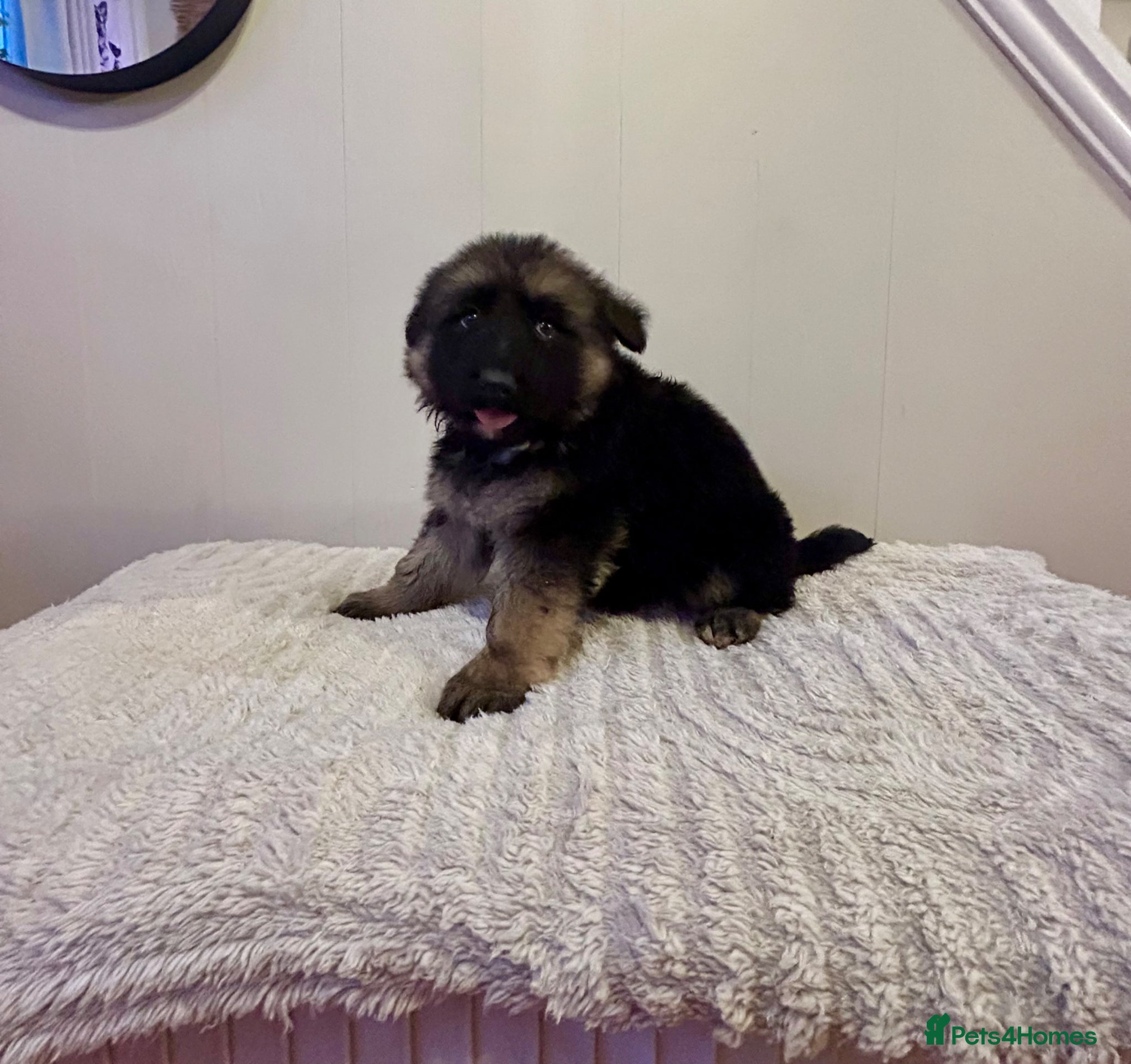 German Shepherd dogs Straight back pure breed German shepherd puppies - Advert 10