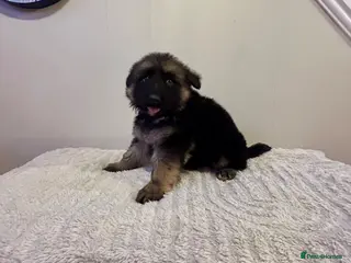 German Shepherd dogs Straight back pure breed German shepherd puppies - Advert 10