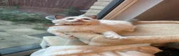 Ragdoll cats for sale:  TICA Quality Beautiful ragdoll kittens 😻🌟 - Advert 3
