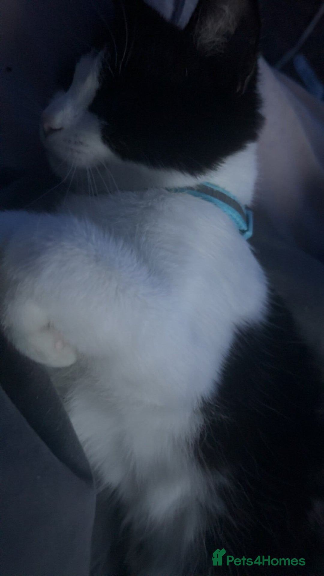 Mixed Breed cats for sale: Kitten needs rehoming - Advert 3