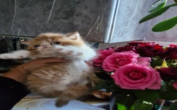 Persian cats for sale: Boy burbol Persian  - Image 1