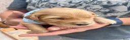 Golden Retriever dogs for sale: Loving, family raised golden retriever puppies  - Advert 7