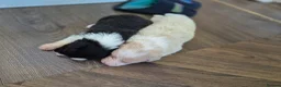 Border Collie dogs for sale: Exceptional, health tested, KC registered puppies - Advert 8