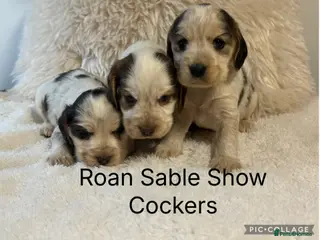 Cocker Spaniel dogs Stunning KC Show Cocker Spaniels - Advert 17