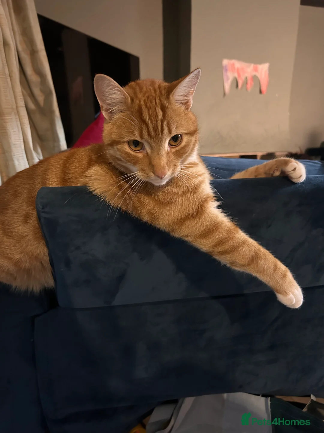 Mixed Breed cats for sale: 3-Year-Old Ginger Boy Looking for a Loving Home 🐾 - Advert 5