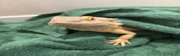 Bearded Dragon reptiles for sale: 2 bearded dragons for sale in Dereham - Advert 4