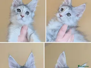 Maine Coon cats Champion Line Female Maine Coon Kittens - Advert 5