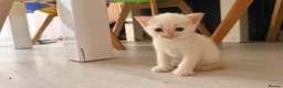 Mixed Breed cats for sale: 3 boys and 2 girls - Advert 4