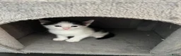 Mixed Breed cats for sale: 5 adorable kittens  - Advert 14