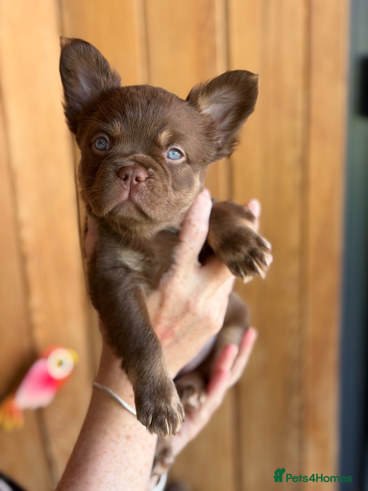 French Bulldog dogs Fluffy Frenchies 2 girls ready - Advert 1