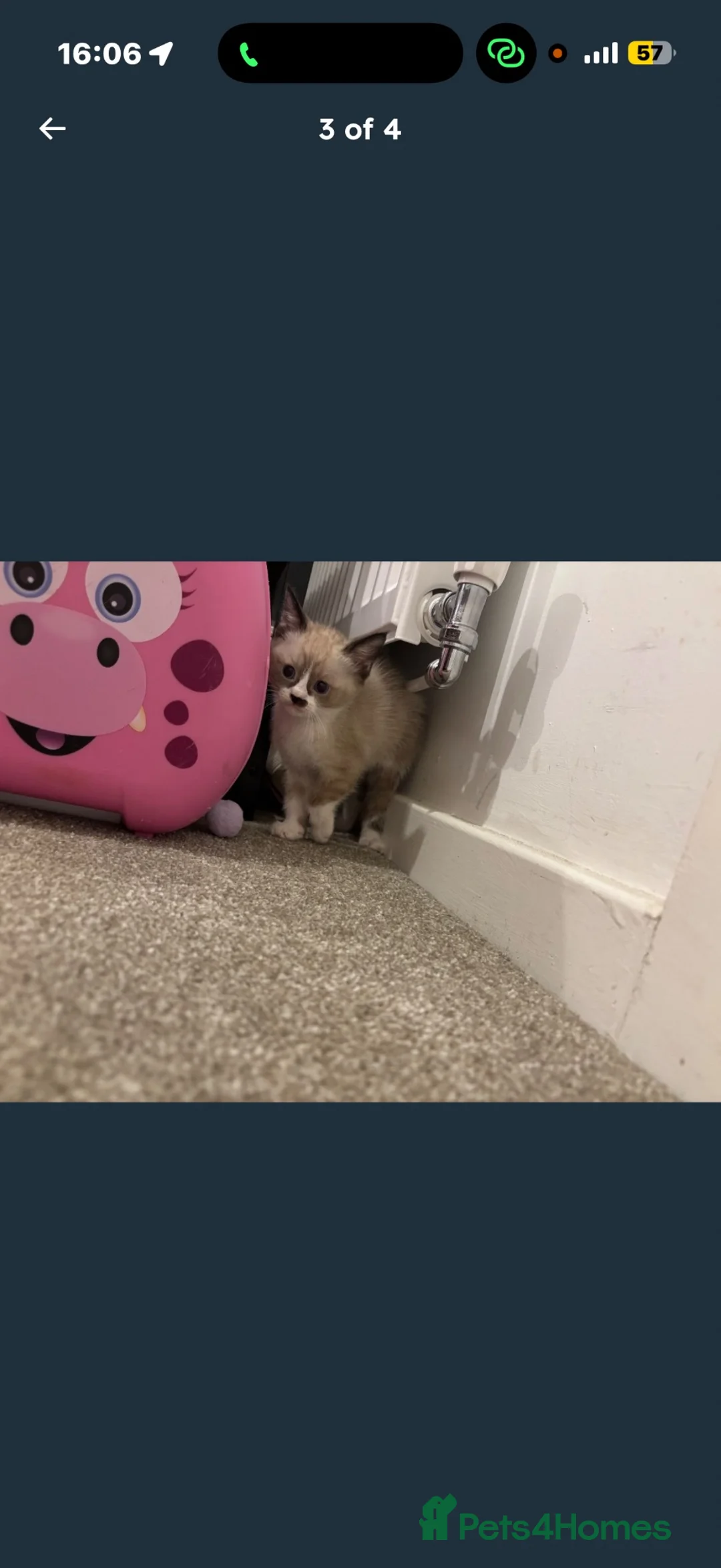 Ragdoll cats for sale: Beautiful half ragdoll kitten in Mitcham - Advert 5