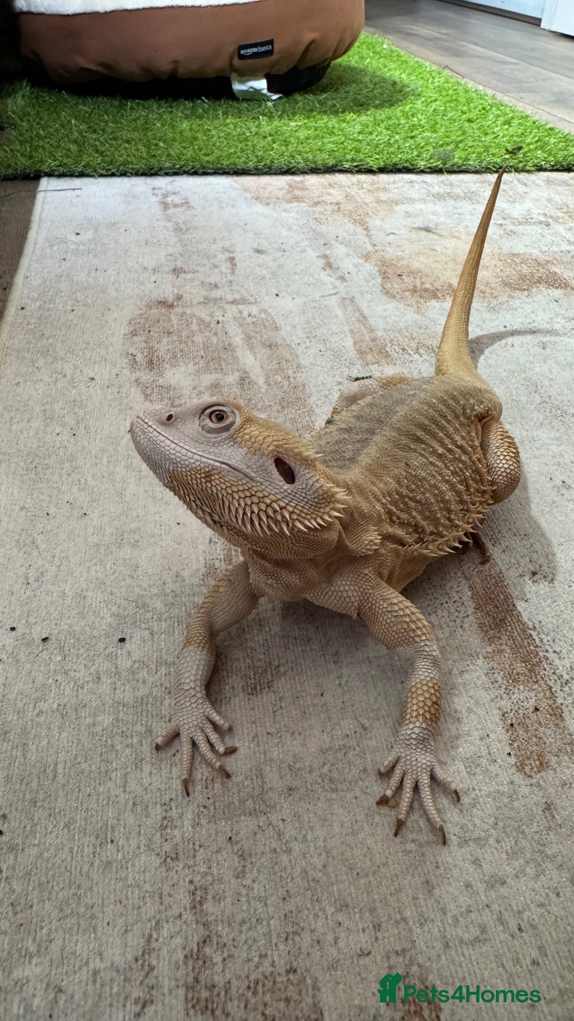 Bearded Dragon reptiles 4yo male bearded dragon zero + full set up  - Advert 1
