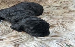 Cockapoo dogs for sale: Cockapoo puppies  - Advert 6