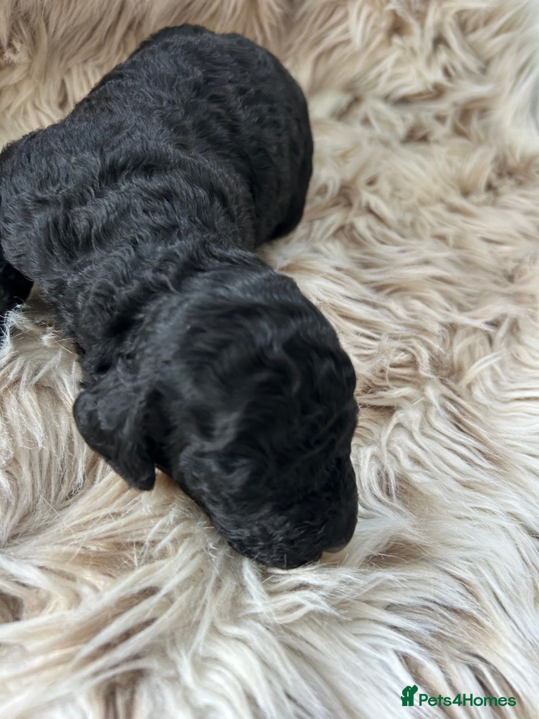 Cockapoo dogs for sale: Cockapoo puppies  - Advert 6