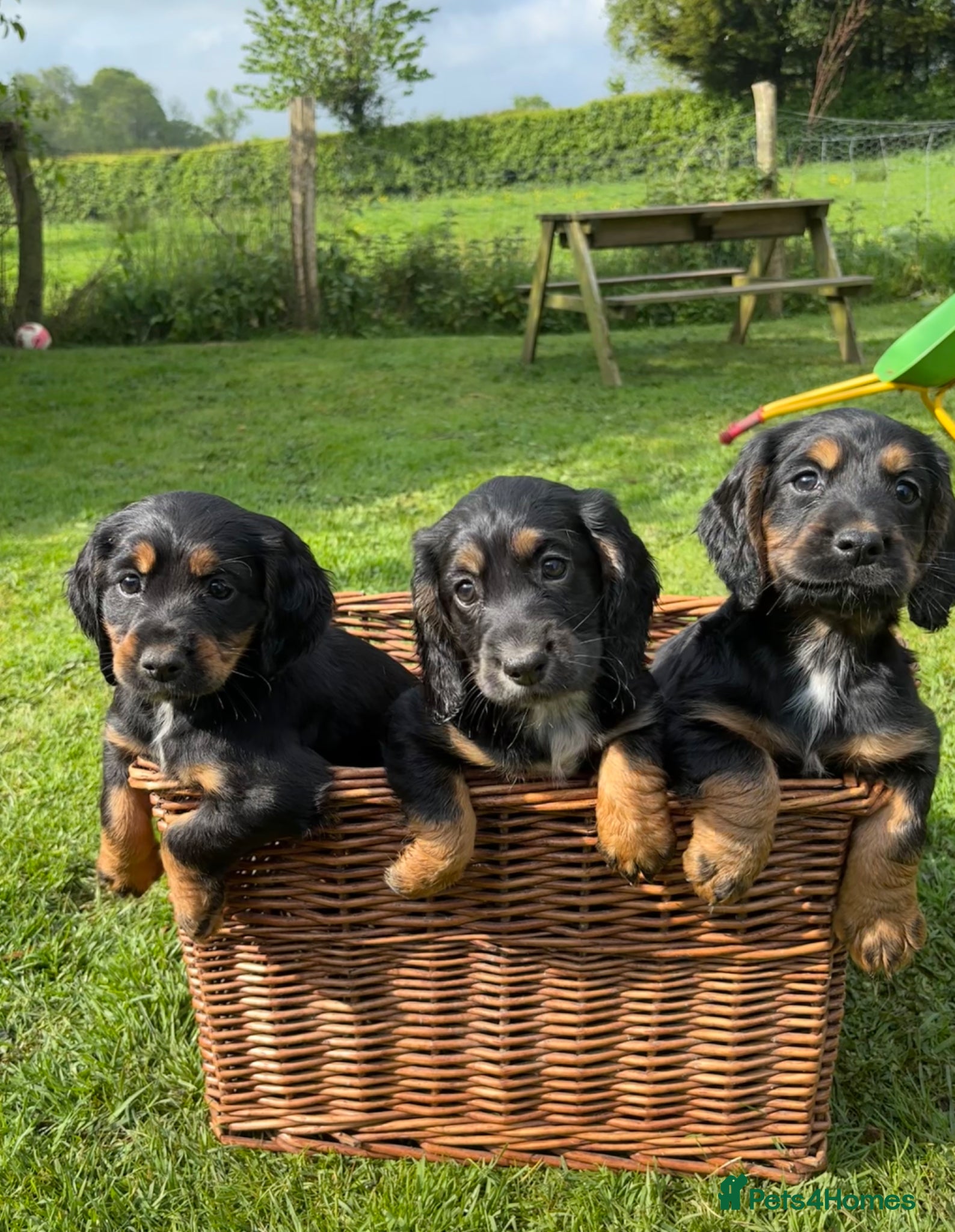 Cocker Spaniel dogs KC Registered Puppies for sale - Advert 16