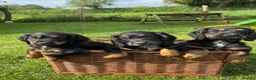 Cocker Spaniel dogs for sale: One KC registered girl left- ready now - Advert 2