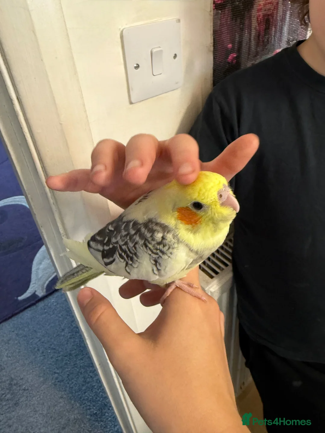 Cockatiels birds for sale: 9 Weeks Old Female Cockatiels - Advert 4