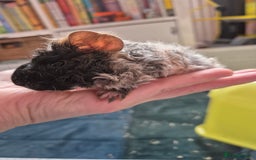 Guinea Pig rodents for sale: Baby Guinea pigs - Image 5