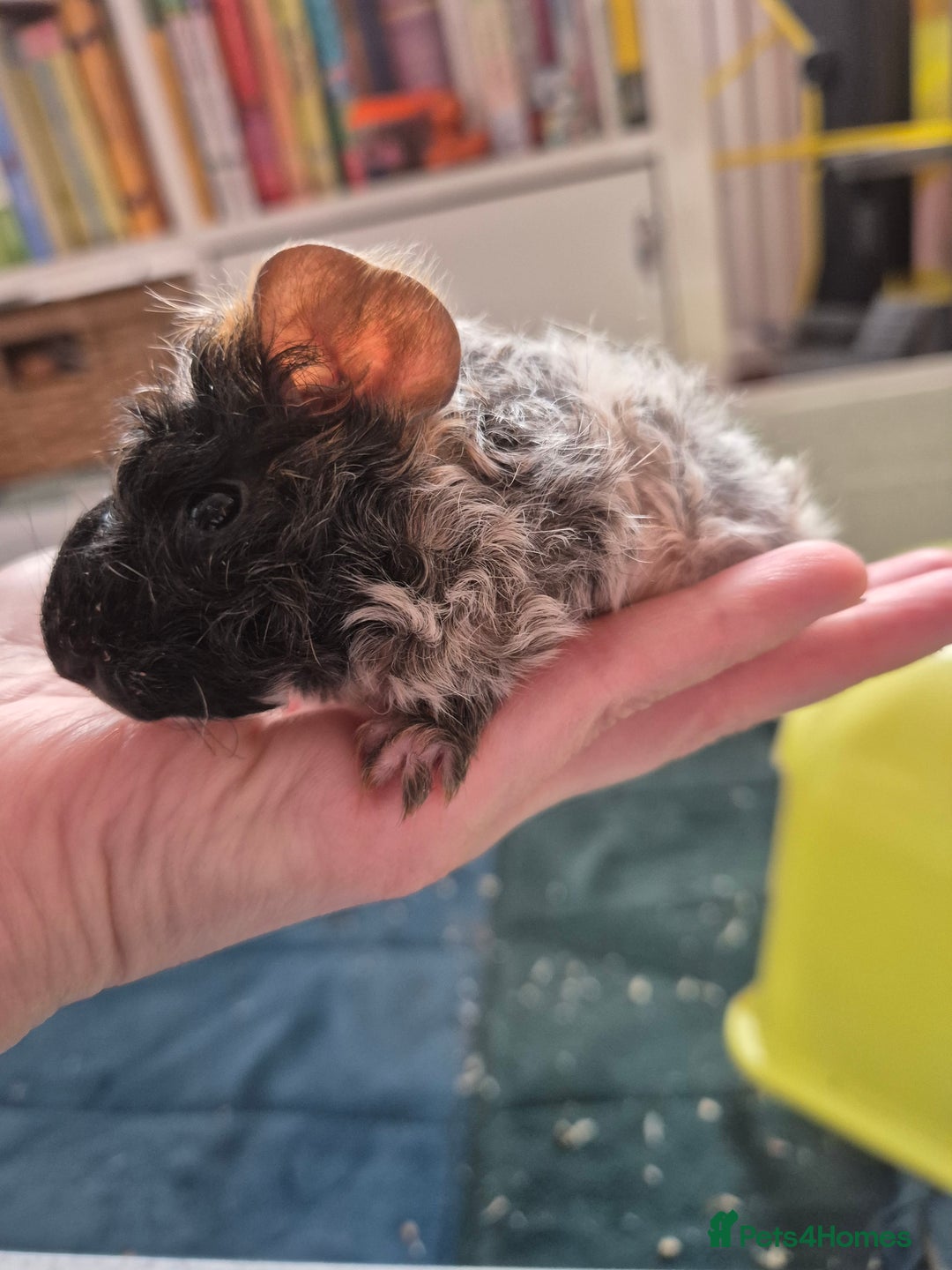 Guinea Pig rodents for sale: Baby Guinea pigs - Image 5