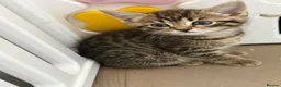 Mixed Breed cats for sale: Kittens for sale ready to go now.  in Gillingham - Advert 7