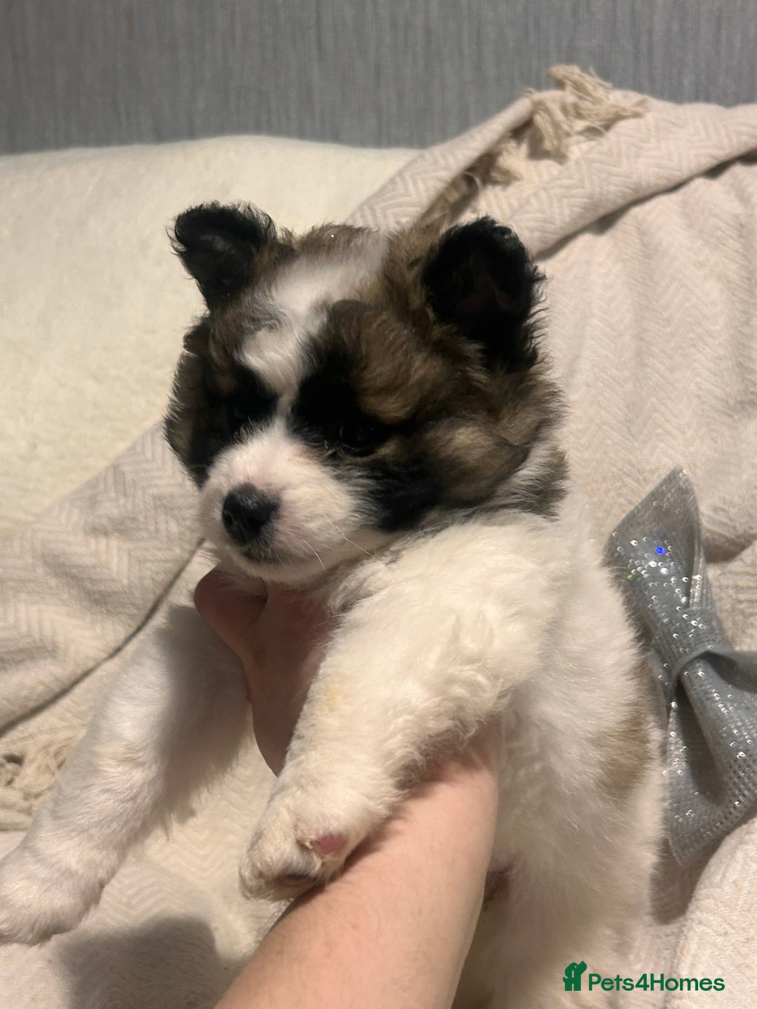 Mixed Breed dogs for sale: German spitz cross - Advert 22