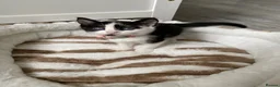 Mixed Breed cats for sale: Three kittens available  - Advert 3