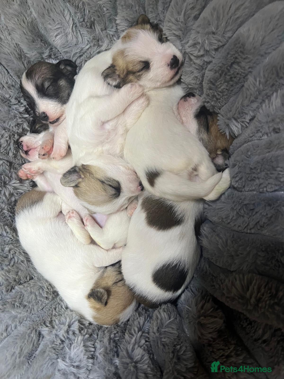 Mixed Breed dogs for sale: **Gorgeous Jack Russell × Bichon Frise Puppies - Advert 2