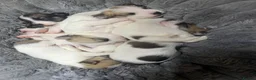 Mixed Breed dogs for sale: **Gorgeous Jack Russell × Bichon Frise Puppies - Advert 2