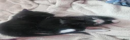 Mixed Breed cats for sale: Beautiful Kittens  in Renfrew - Advert 16