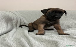 Belgian Shepherd Dog dogs for sale: 6 adorable Belgian malinois puppy's for sale  - Image 20