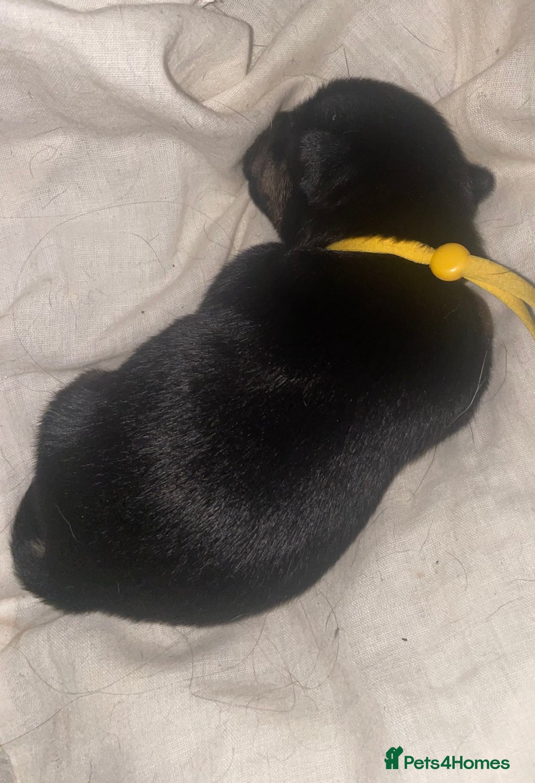 Jack Russell dogs for sale: Jack Russell Puppies - Advert 22